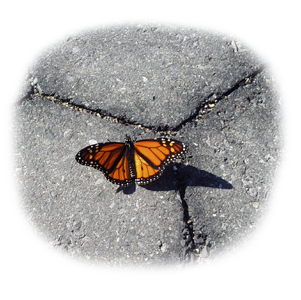 schmetterling